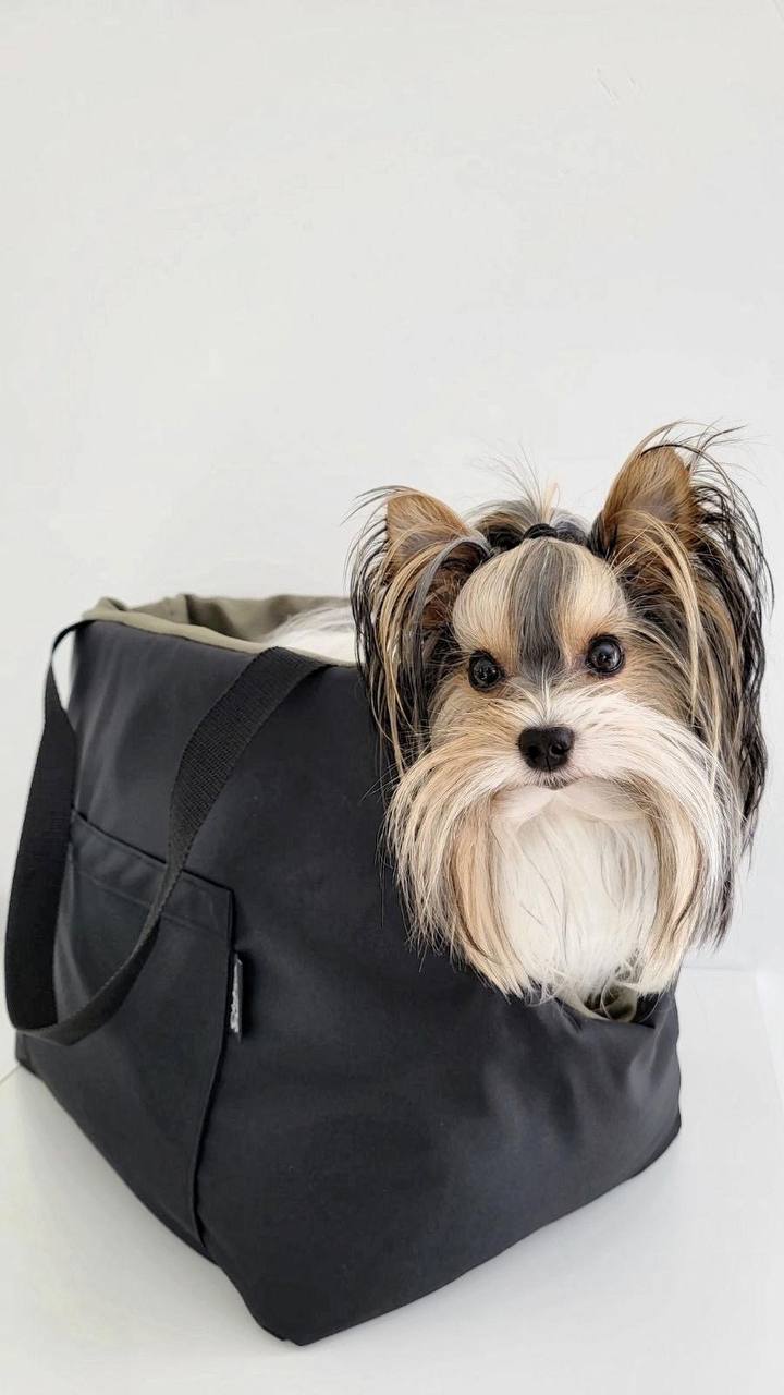 Why do you need a dog carrier?